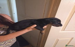 Dobermann dogs for sale: Kennel club registered Doberman puppies. - Image 4