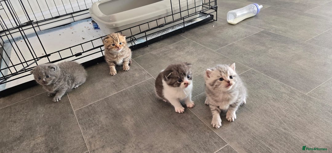 Scottish Fold cats for sale: For sale Scottish fold kitties  - Image 4