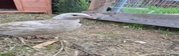 Quail poultry for sale: Mixed variety Coturnix Quail - Advert 3