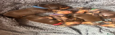Miniature Dachshund Puppy 3