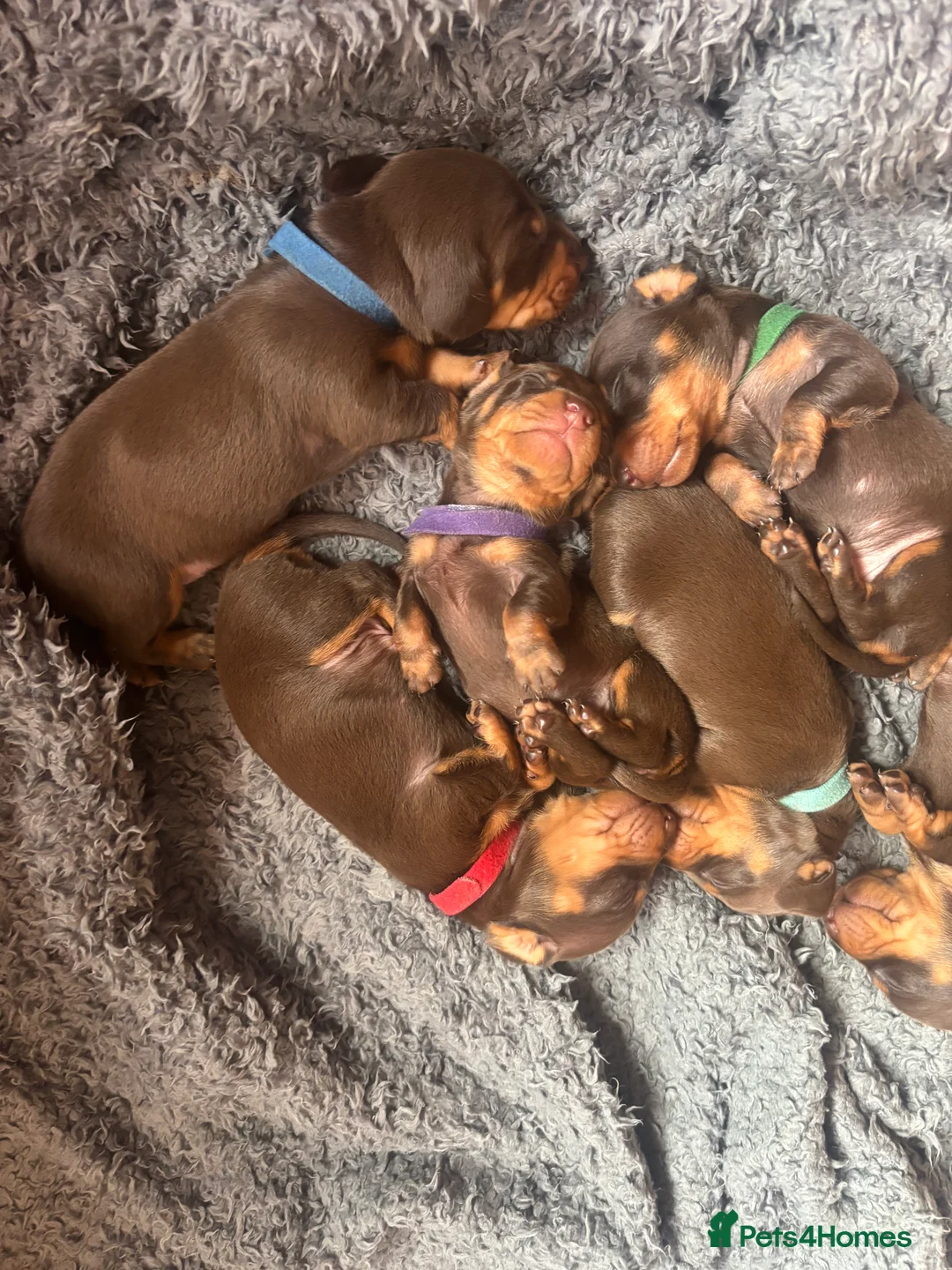 Miniature Dachshund dogs for sale: Choc and tan, mini dachshund puppies  in Eye - Advert 2
