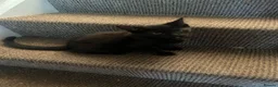 Mixed Breed cats for sale: Black half Ragdoll kittens for sale - Advert 5