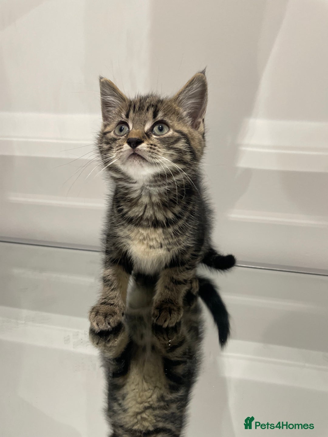 Mixed Breed cats for sale: Beautiful kittens ready to go now  - Advert 20