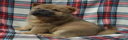 Chow Chow dogs for sale: beautiful smooth and rough coat chow babies - Advert 15
