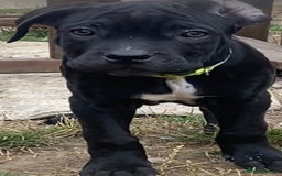 Cane Corso dogs for sale: Big Pure Cane Corso Puppies Ready Now!  - Image 15