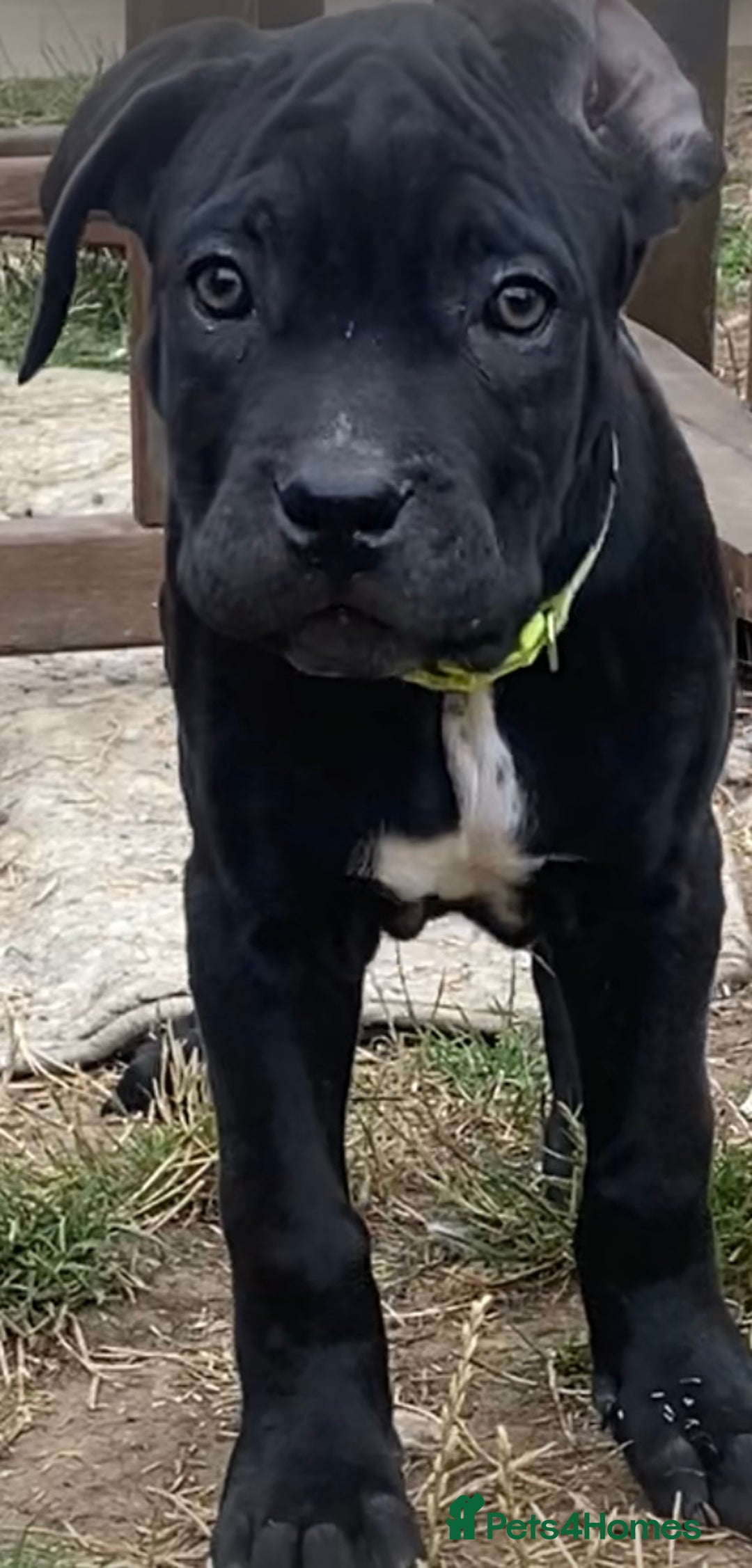 Cane Corso dogs for sale: Big Pure Cane Corso Puppies Ready Now!  - Image 15