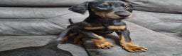Dobermann dogs for sale: Doberman puppies - Advert 6