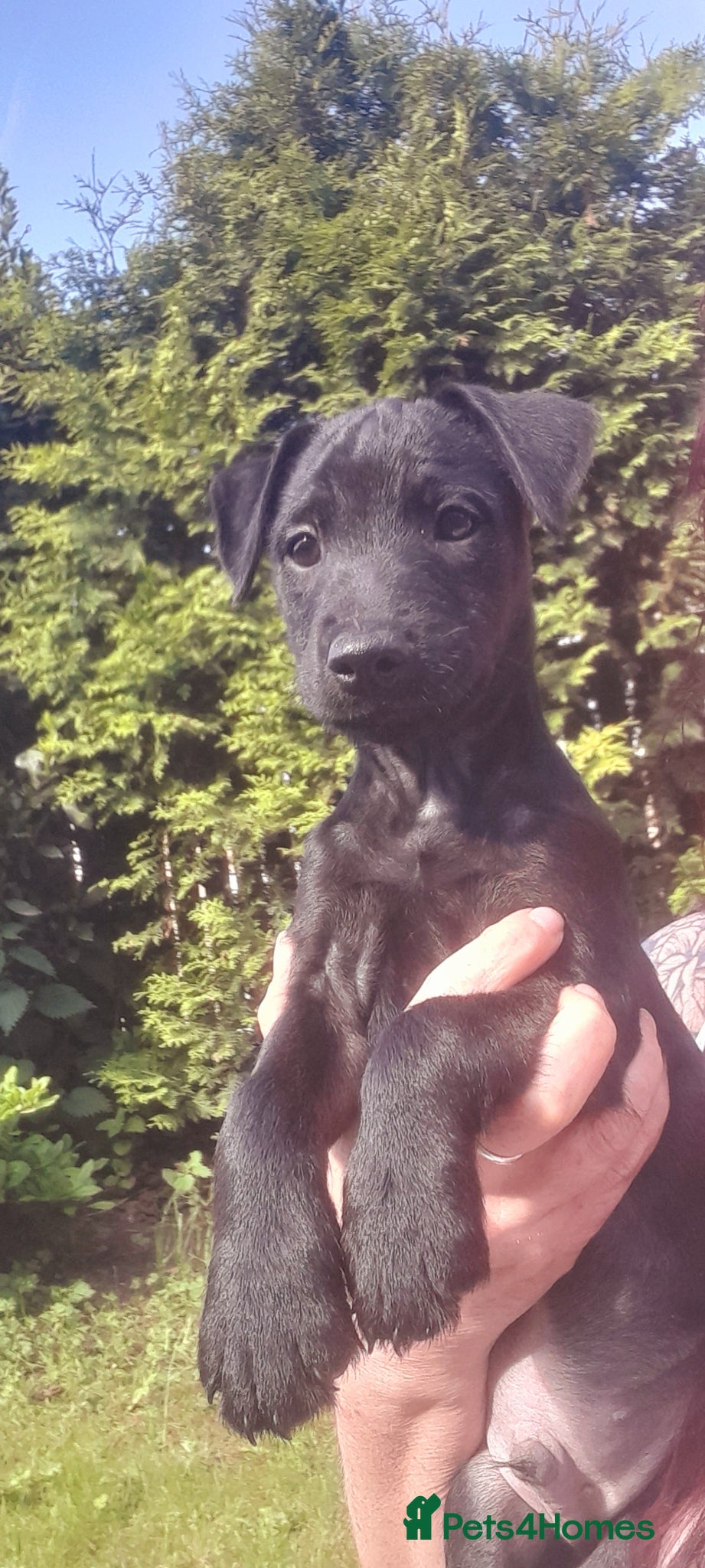 Mixed Breed dogs for sale: Lakeland x patterdale  - Advert 3