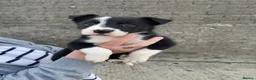 Border Collie dogs for sale: Collie pups - Advert 5