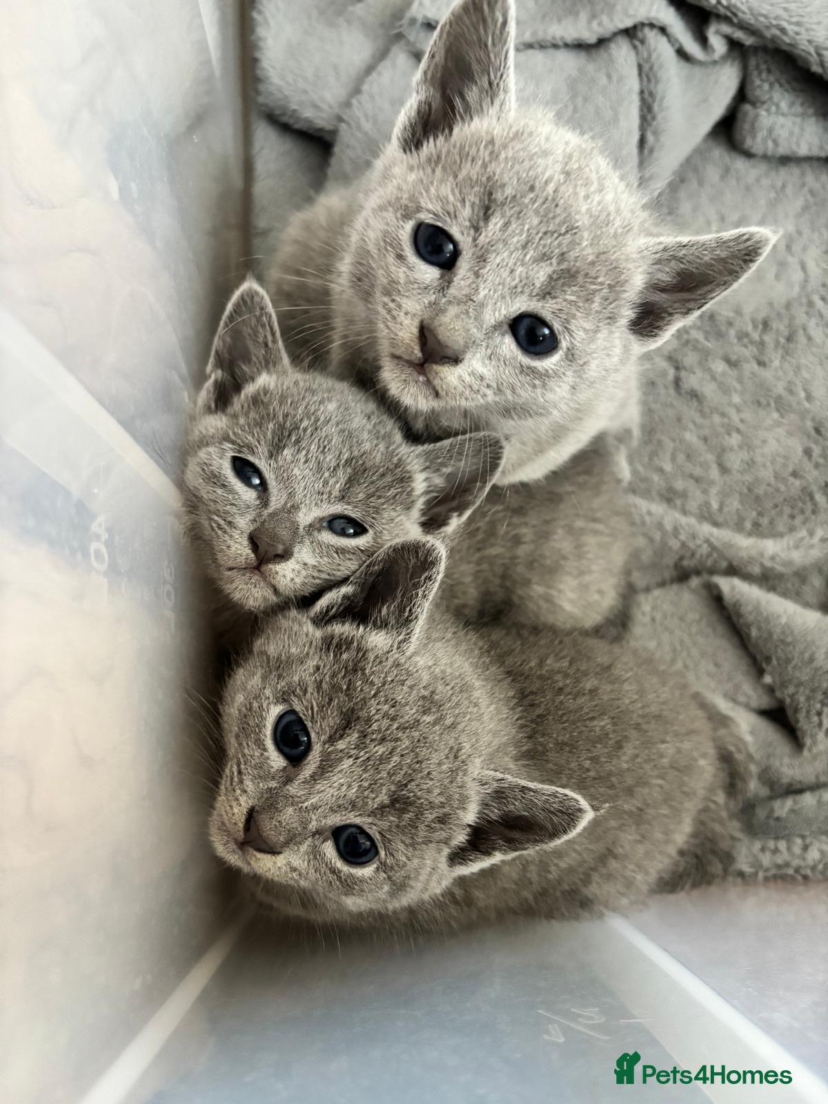 Russian Blue cats Russian Blue Kittens - Advert 2