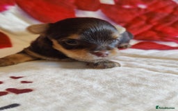 Yorkshire Terrier dogs for sale: Outstanding RARE Yorkshire terrier Chocolate - Image 1