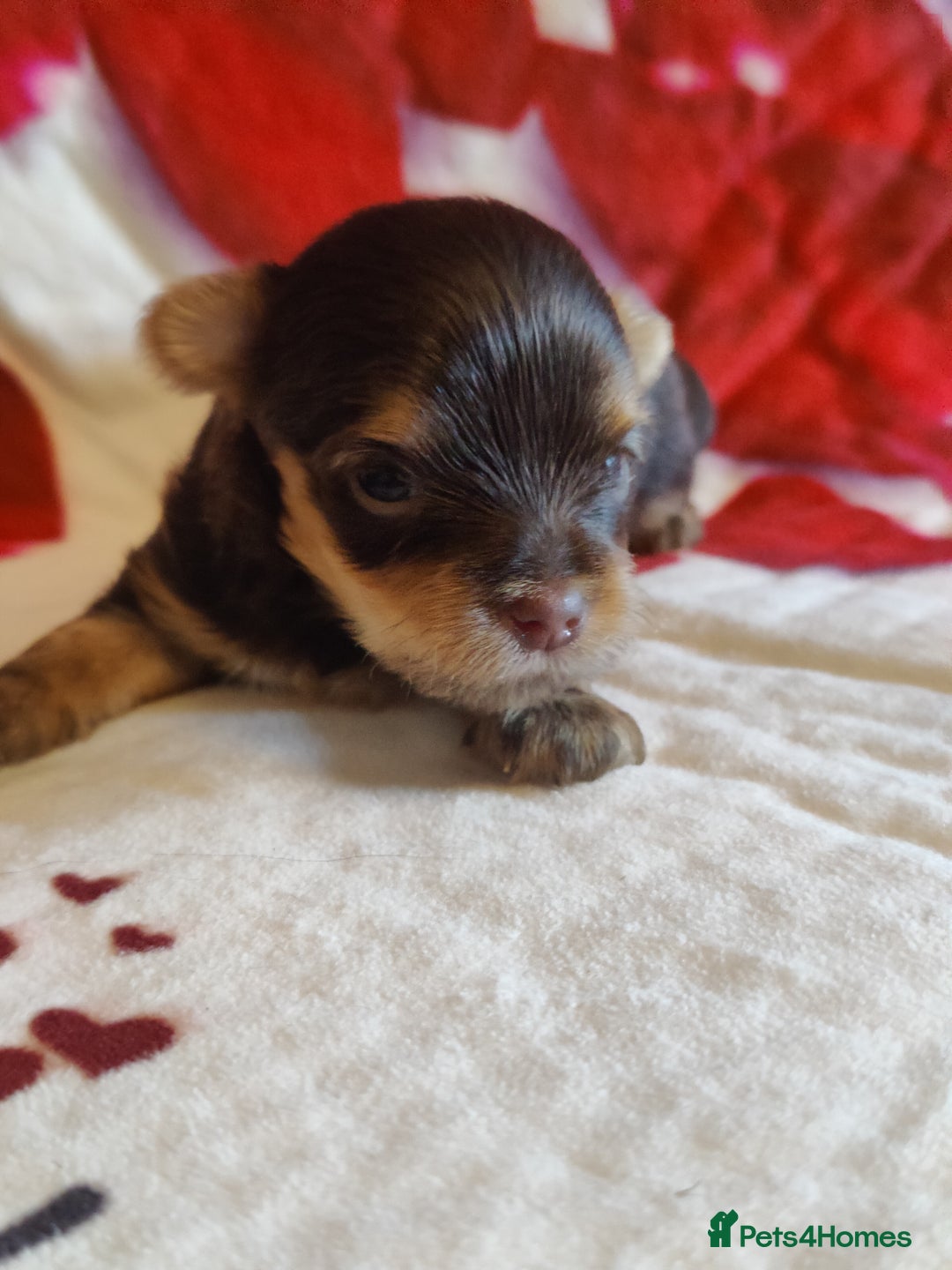 Yorkshire Terrier dogs for sale: Outstanding RARE Yorkshire terrier Chocolate - Image 1