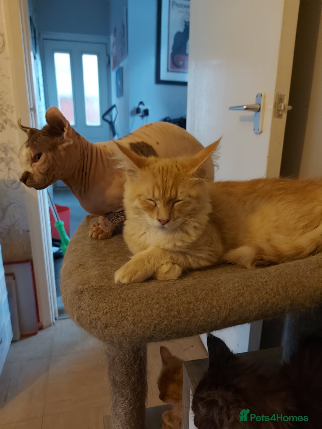 Maine Coon cats for sale: Maine coon x sphynx kittens - Image 11