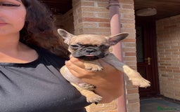 Frug dogs for sale: 3/4 Frenchie 1/4 pug puppies for sale  - Image 14