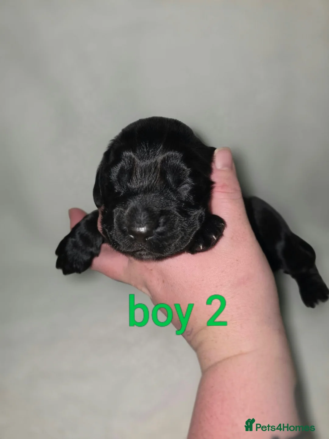 Cocker Spaniel dogs for sale: Cocker spaniel pups  - Advert 8