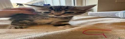 Mixed Breed cats for sale: 9 8week old kittens available - Advert 9