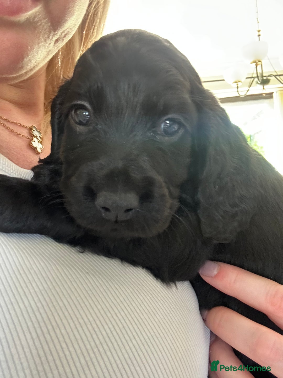 Cocker Spaniel dogs for sale: Beautiful Cocker Spaniel Puppies - Image 32
