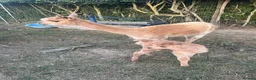 Alpaca livestock for sale: Huacaya Male Alpaca - Advert 6