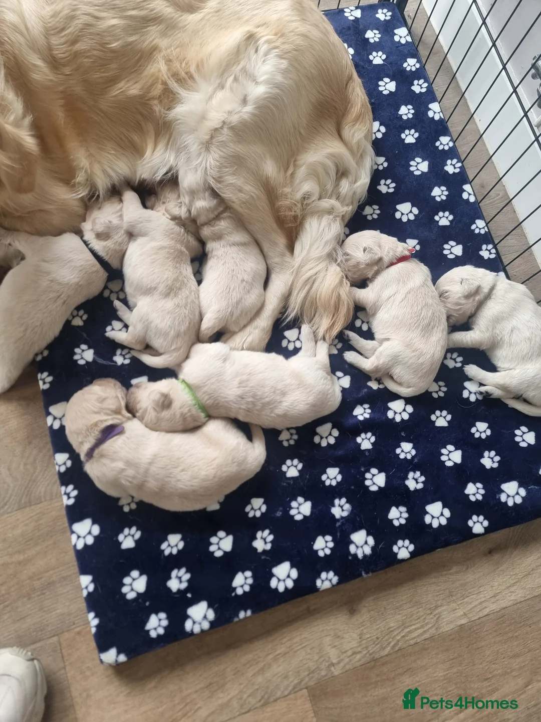 Golden Retriever dogs for sale: Amber is pregnant! - Advert 11