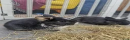 French Lop rabbits for sale: Beautiful French lop/Mini lop - Advert 2