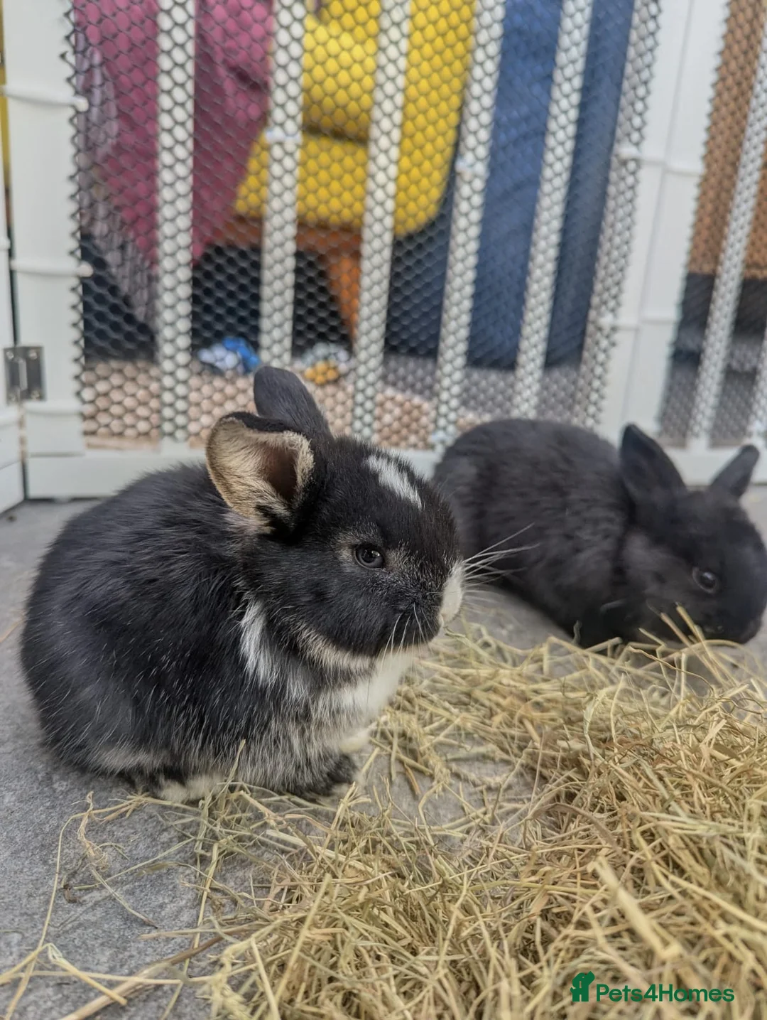 French Lop rabbits for sale: Beautiful French lop/Mini lop - Advert 2