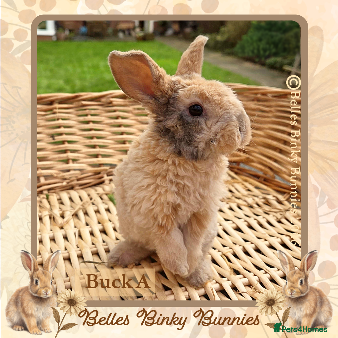 Mini Lop rabbits for sale: 🧡 Rare Stunning Plush Mini Lops 🧡 - Advert 9