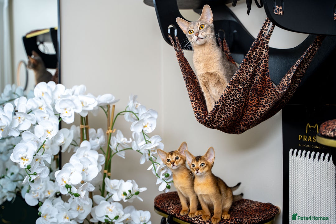 Abyssinian cats for sale: Elegant Abyssinian Kittens Champion Lines 🏆 🥇  - Image 14