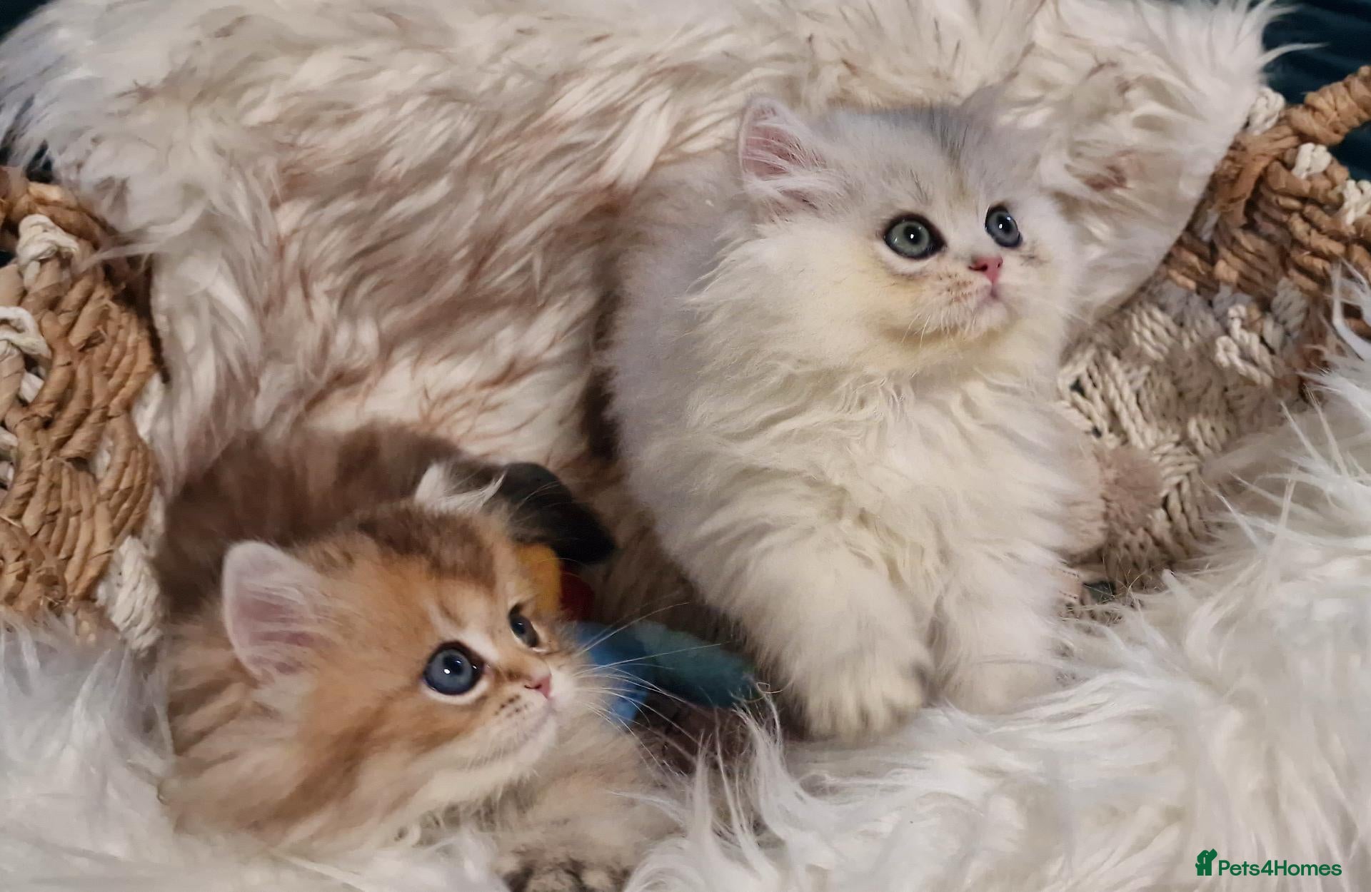 British Shorthair cats for sale: 💖TICA GOLDEN / GOLDEN POINT BSH & BLH KITTENS💖 - Advert 1