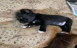 Labrador Retriever dogs for sale: Beautiful Labrador Puppies - Advert 15