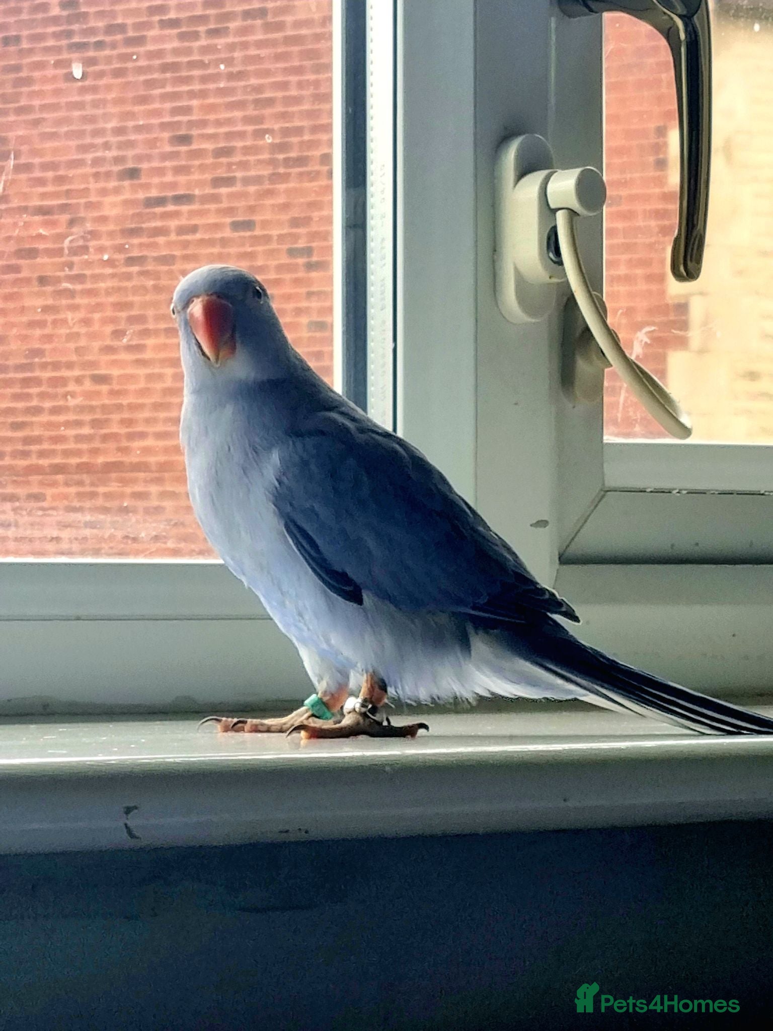Ringnecks birds Baby hand tame Blue and Violet  - Advert 2