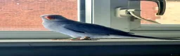 Ringnecks birds for sale: Baby hand tame Blue and Violet  - Advert 3
