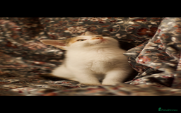 Mixed Breed cats for sale: 4 Beautiful Kittens Ready For Their Forever Homes - Image 8