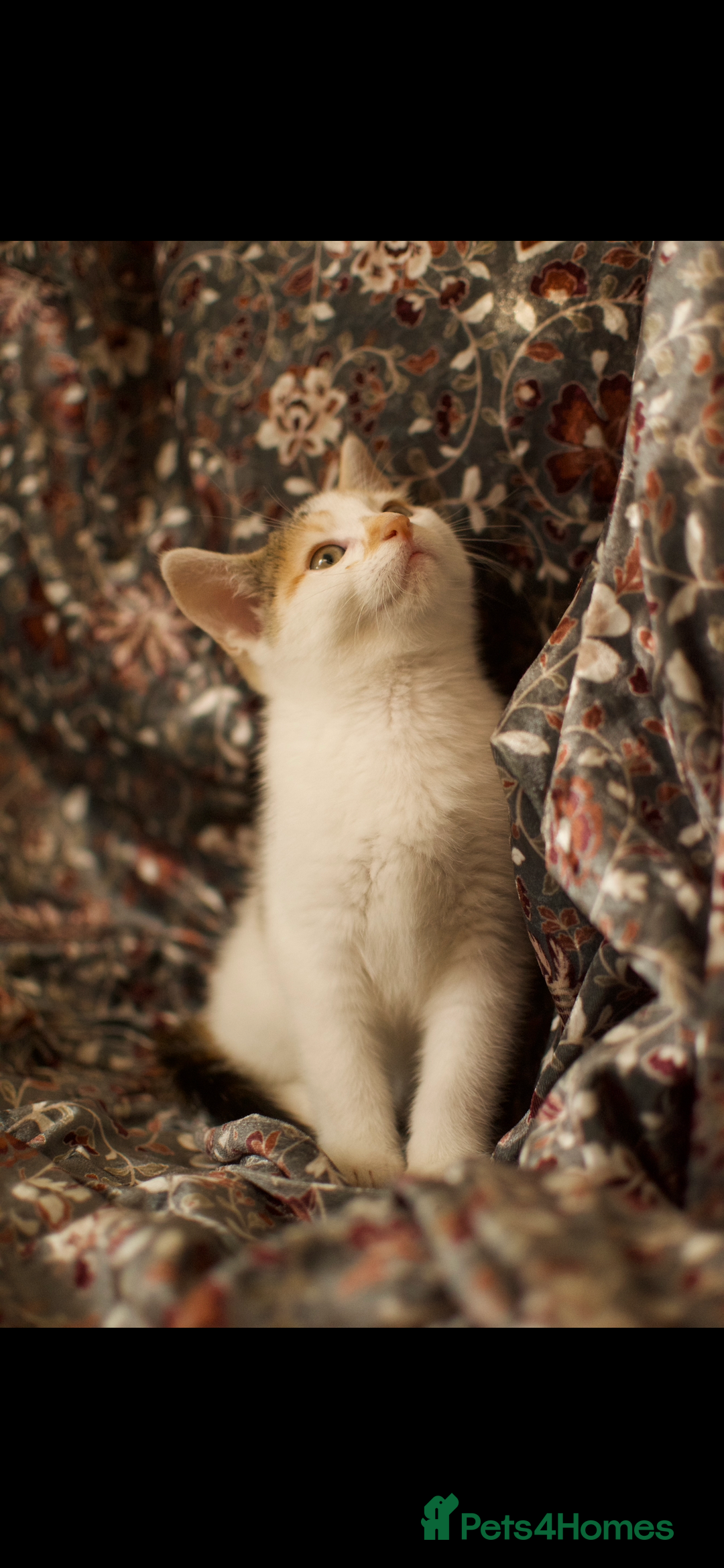 Mixed Breed cats for sale: 4 Beautiful Kittens Ready For Their Forever Homes - Image 8