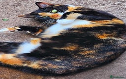 Mixed Breed cats for sale: Pair of adult cats - Image 3
