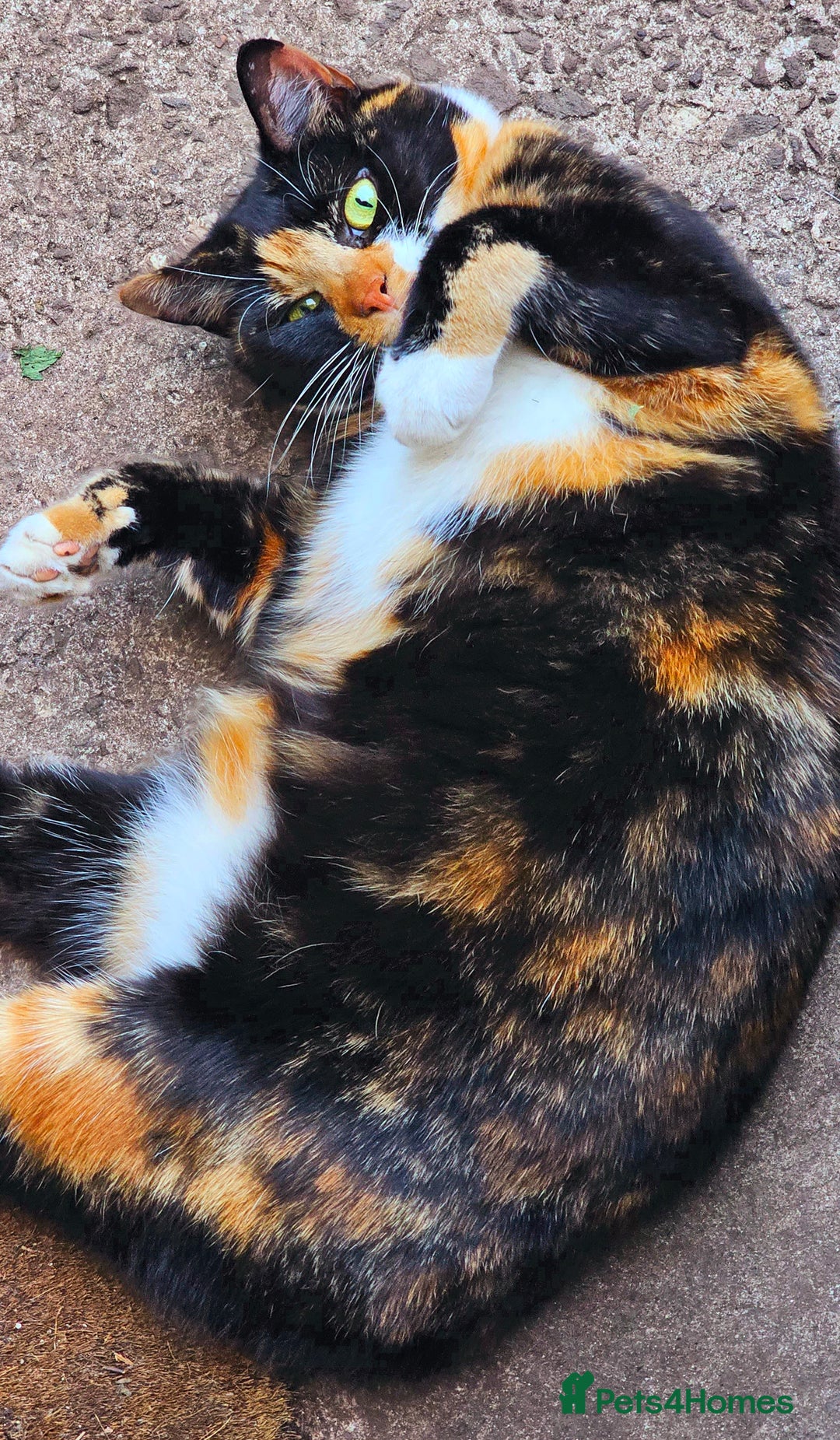 Mixed Breed cats for sale: Pair of adult cats - Image 3