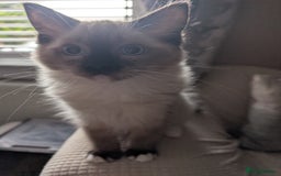 Ragdoll cats for sale: GCCF registered exclusive quality kittens - Image 6
