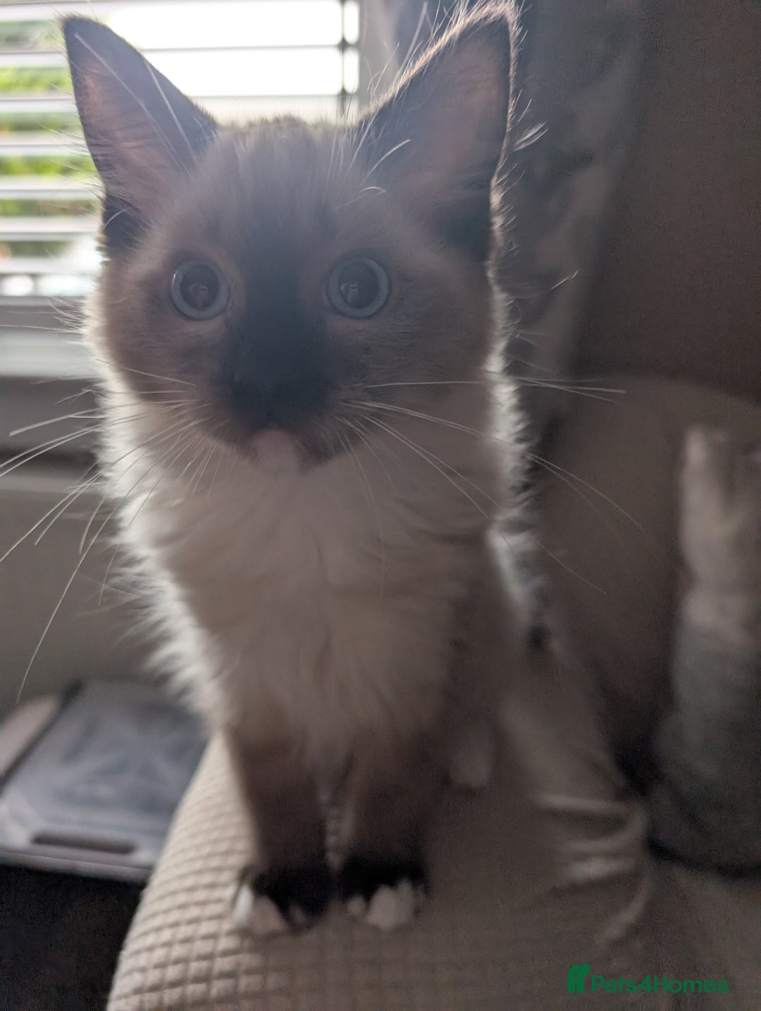 Ragdoll cats for sale: GCCF registered exclusive quality kittens - Image 6