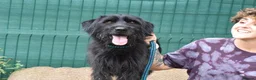 Mixed Breed dogs for adoption: Terron in Alfreton - Advert 4