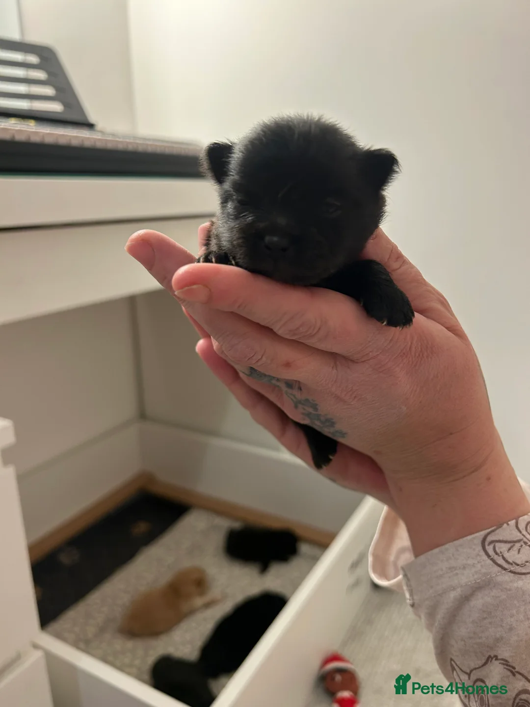 Pomeranian dogs for sale: Beautiful full Pomeranian  - Advert 7