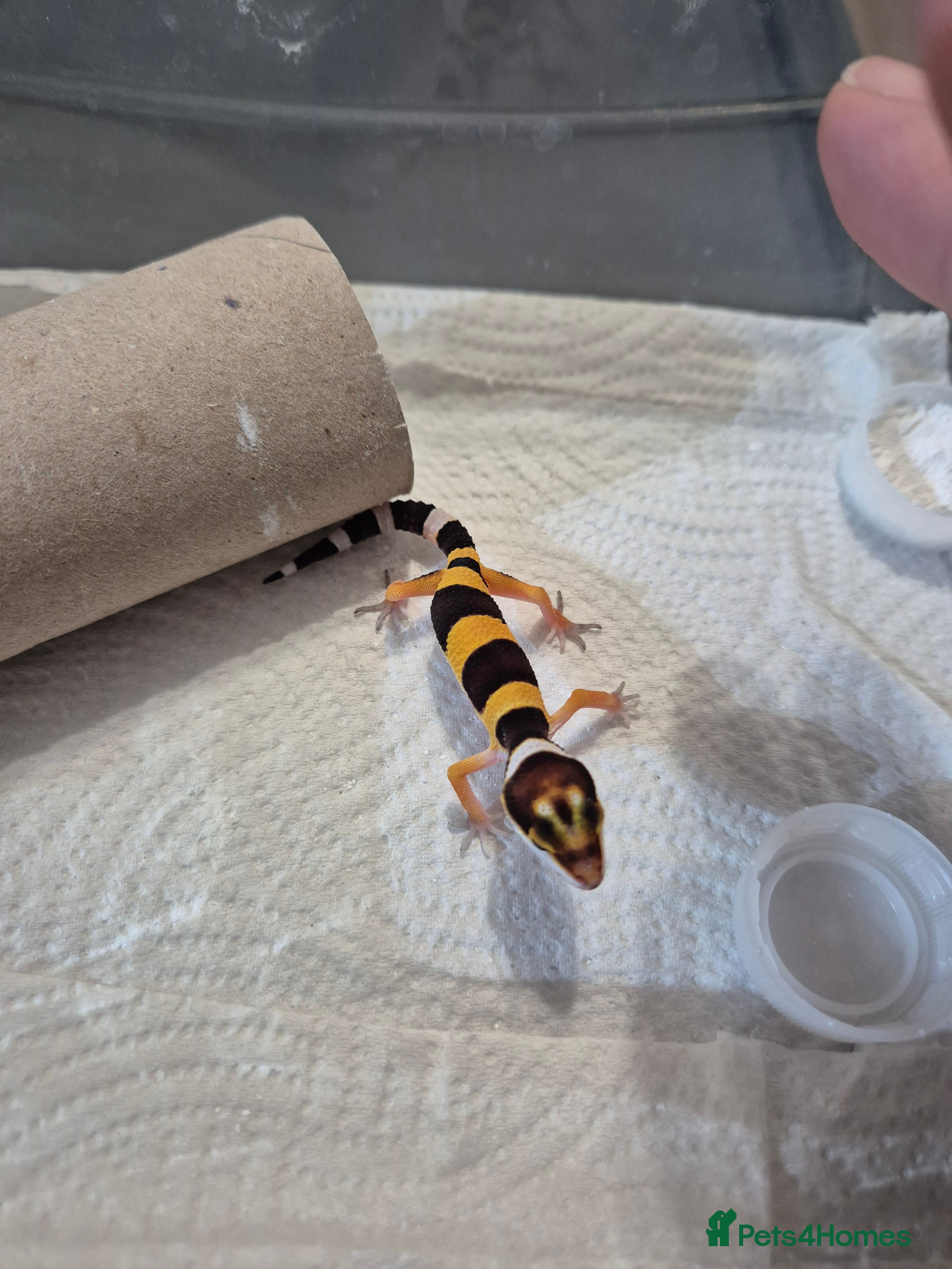 Leopard Gecko reptiles Various baby leopard geckos - Advert 1