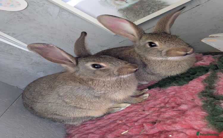 Mixed Breed rabbits - Advert 10
