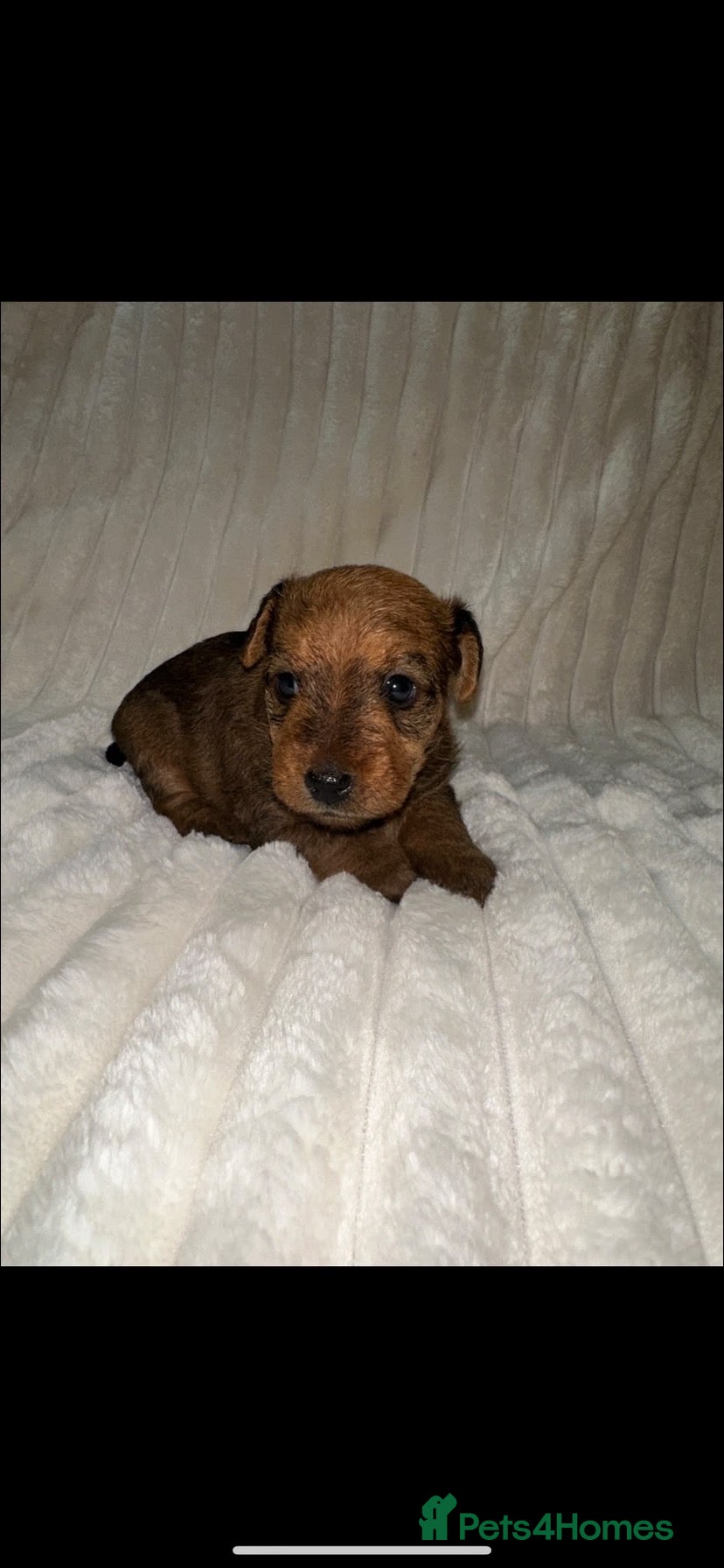 Lakeland Terrier dogs Lakeland Terrier Puppies Ready W/C 2nd November - Advert 7