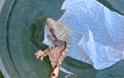 Gecko reptiles for sale: Crests geckos ford sale  - Image 11