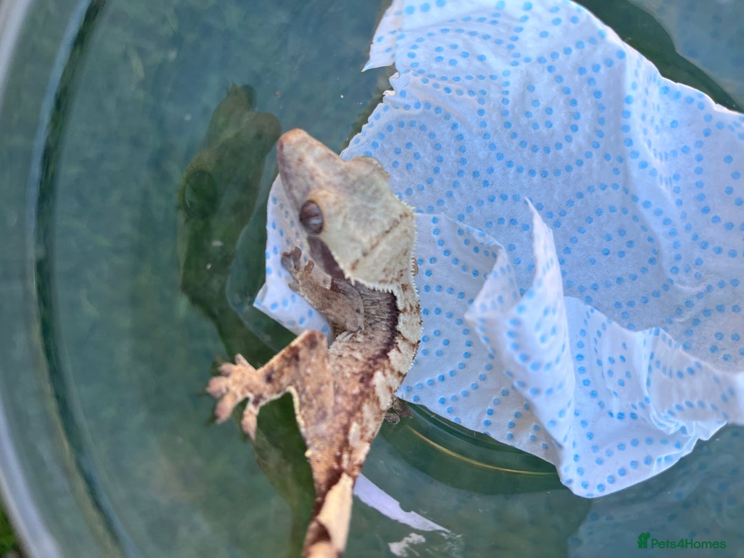 Gecko reptiles for sale: Crests geckos ford sale  - Image 11