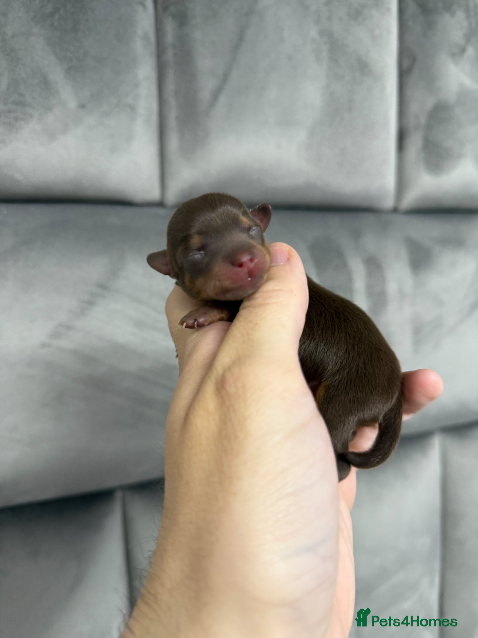 Chipoo dogs for sale: 💎 EXQUISITE TINY CHIPOO PUPPIES AVAILABLE 💎  - Advert 15