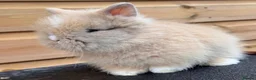 Lionhead rabbits for sale: Beautifully Bred Double Mane Lionhead Bunnies  - Advert 2