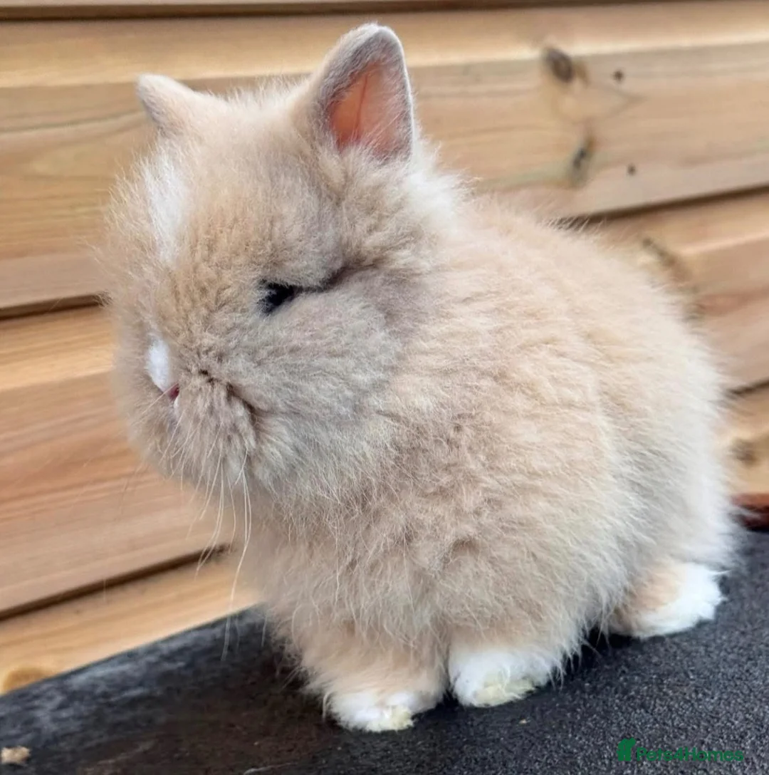 Lionhead rabbits for sale: Beautifully Bred Double Mane Lionhead Bunnies  - Advert 2