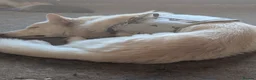 White Swiss Shepherd dogs for sale: WHITE shepherds. - Advert 4