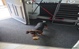 Mixed Breed dogs for sale: Bruno 2 years old - Image 5