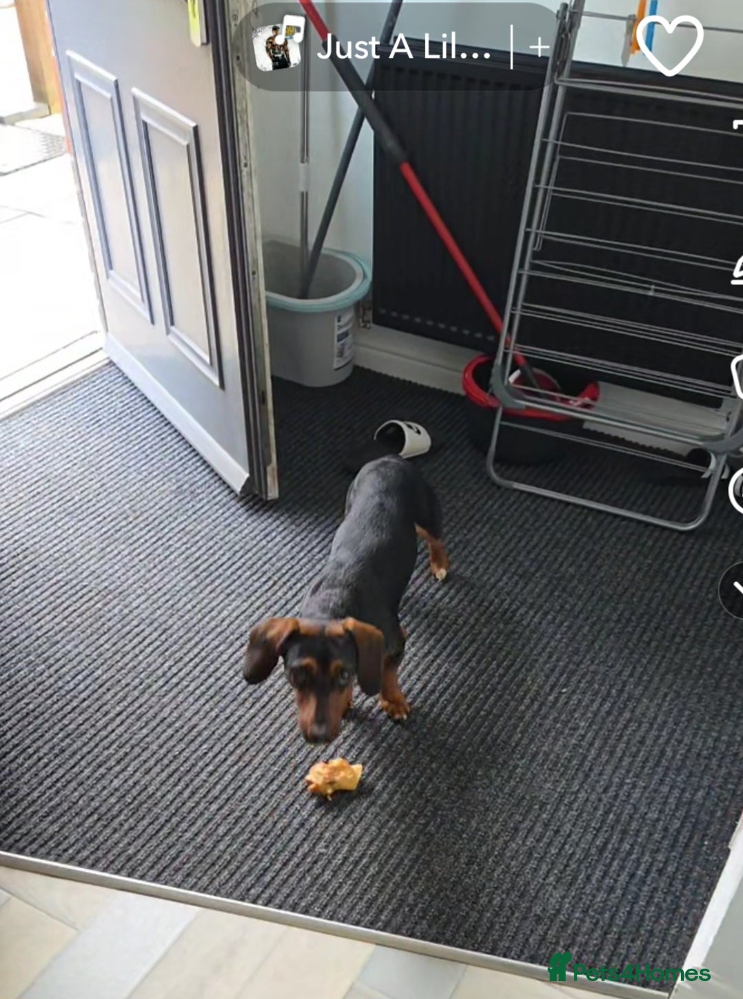 Mixed Breed dogs for sale: Bruno 2 years old - Image 5